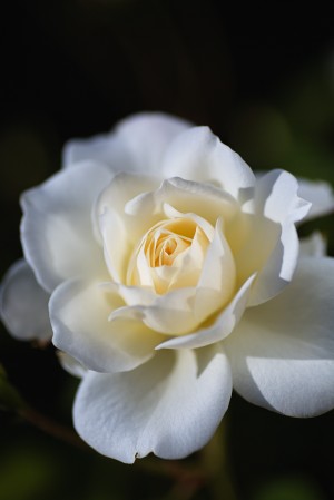 Rose White